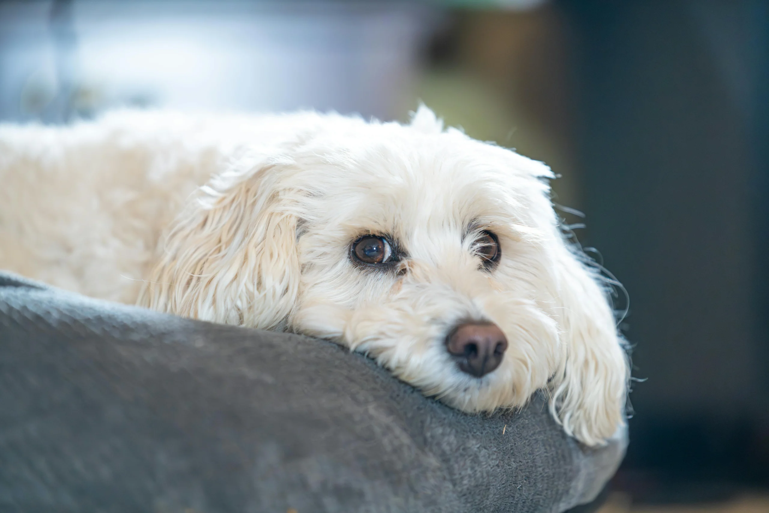 Hypoallergenic dog food