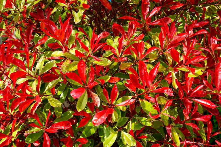 Red Robin Plant