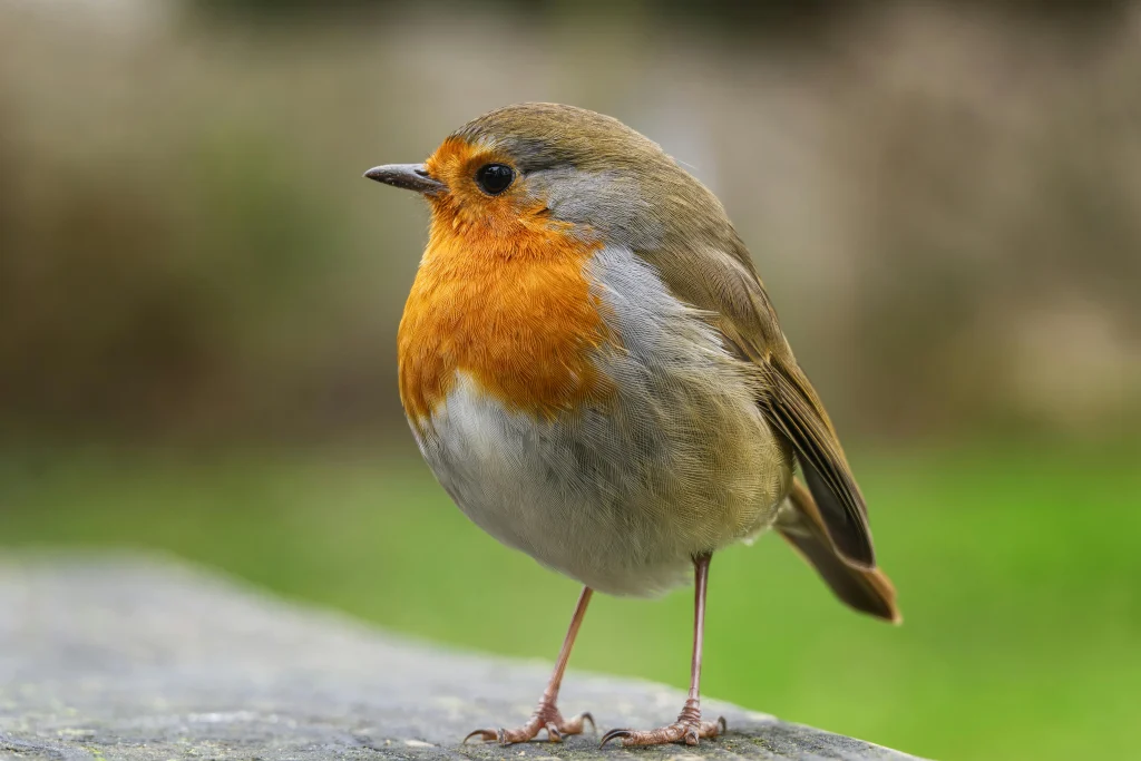 The Complete Guide to Growing and Caring for the Red Robin Plant 2 pexels jason reid 2153705284 33375440